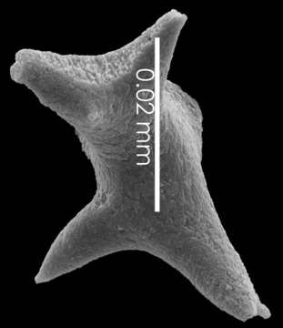 Image of Pleurocorallium niveum (Bayer 1956)