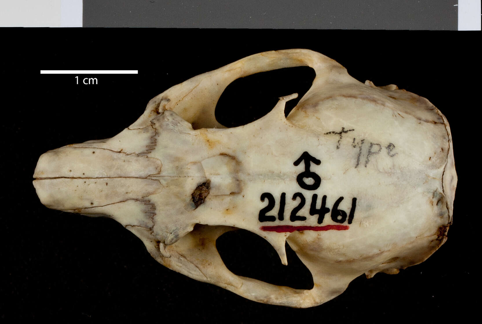 Image of Callospermophilus lateralis connectens (A. H. Howell 1931)