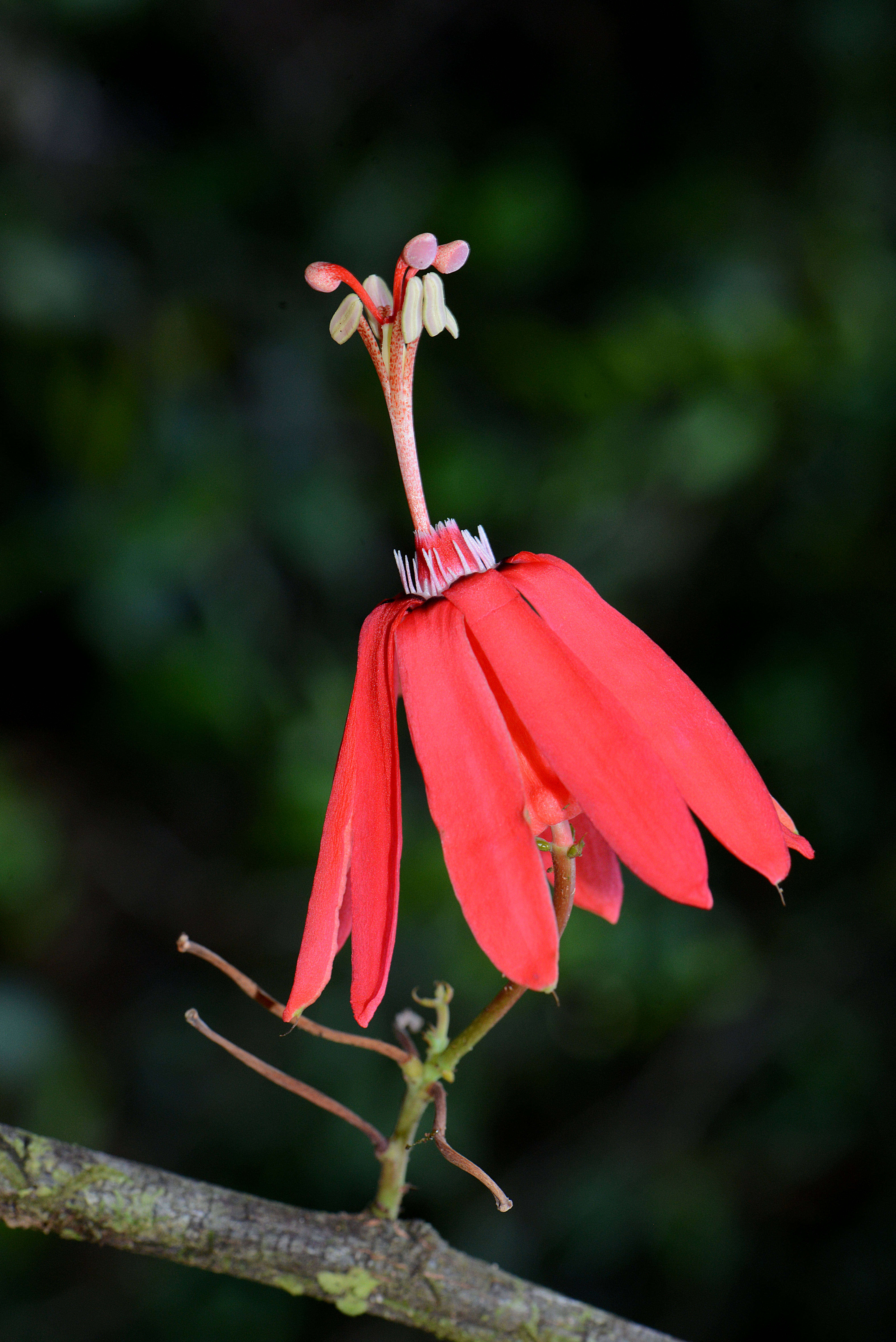 Image of Passiflora glandulosa Cav.