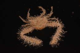 Image of Aulacolambrus hoplonotus (Adams & White 1849)