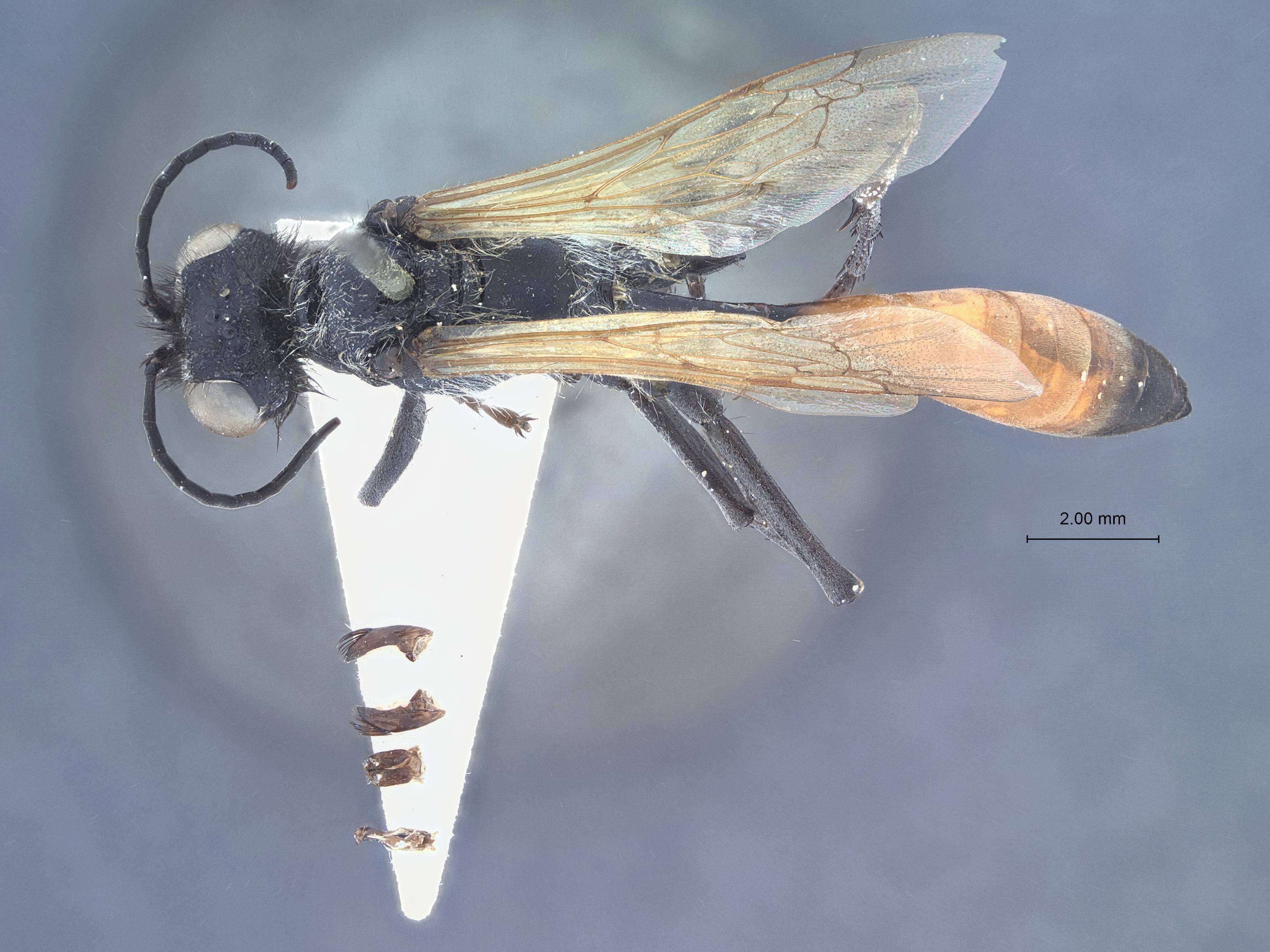 Image of Podalonia gobiensis chahariana (Tsuneki 1971)