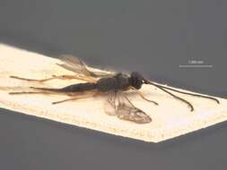 صورة Chaenusa elongata Stelfox 1957