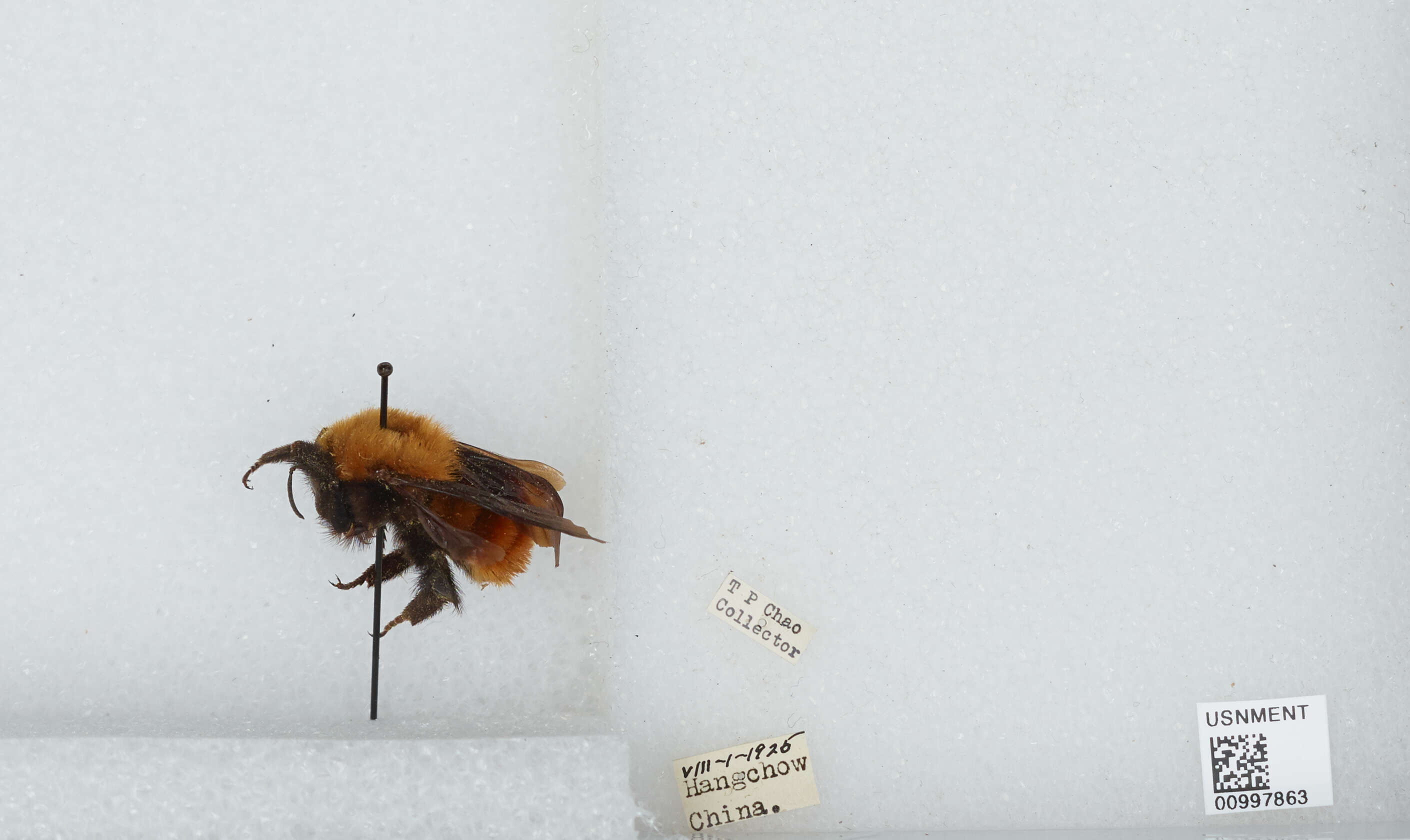 Image of Bombus atripes Smith 1852