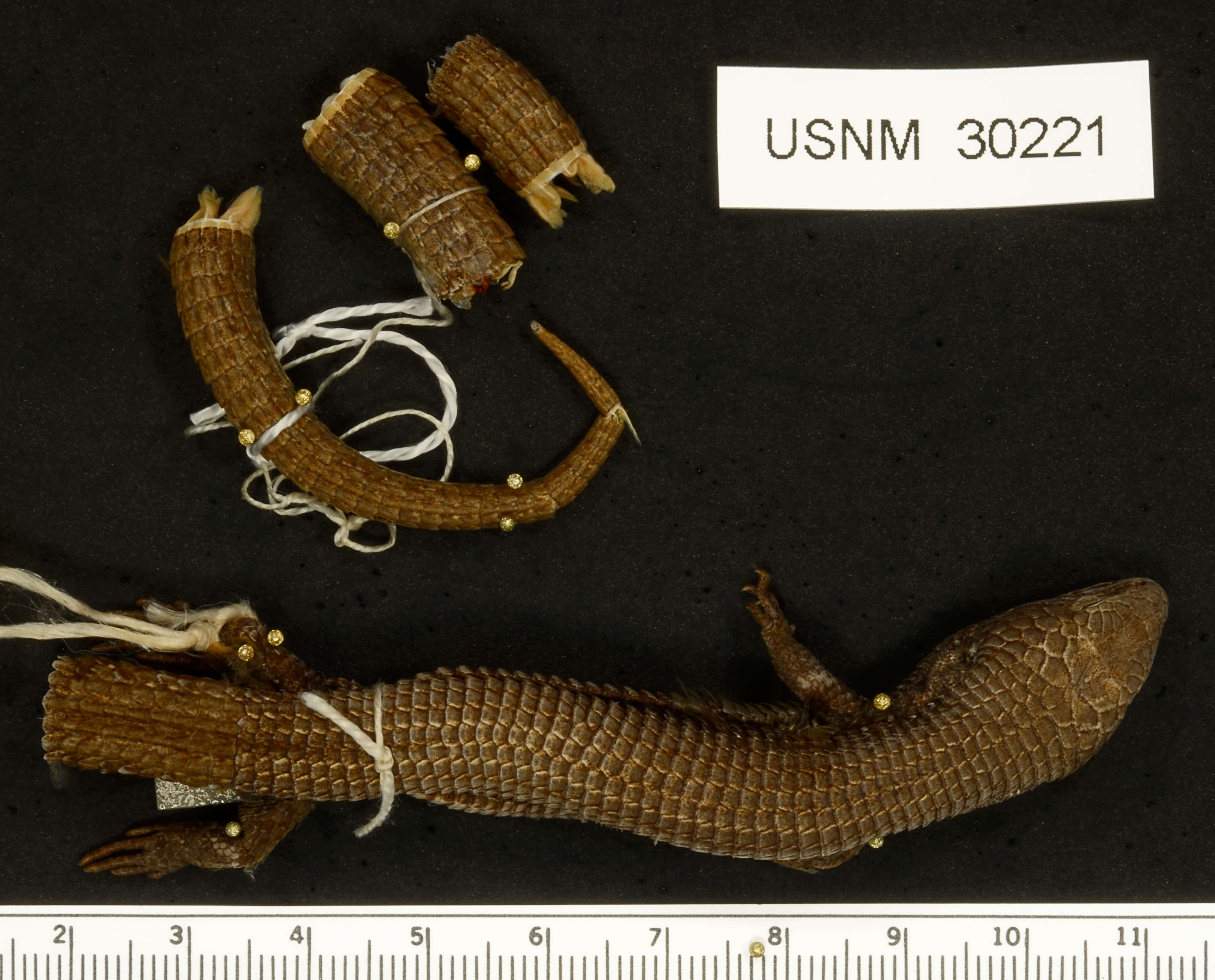 Image of Mount Orizaba Alligator Lizard