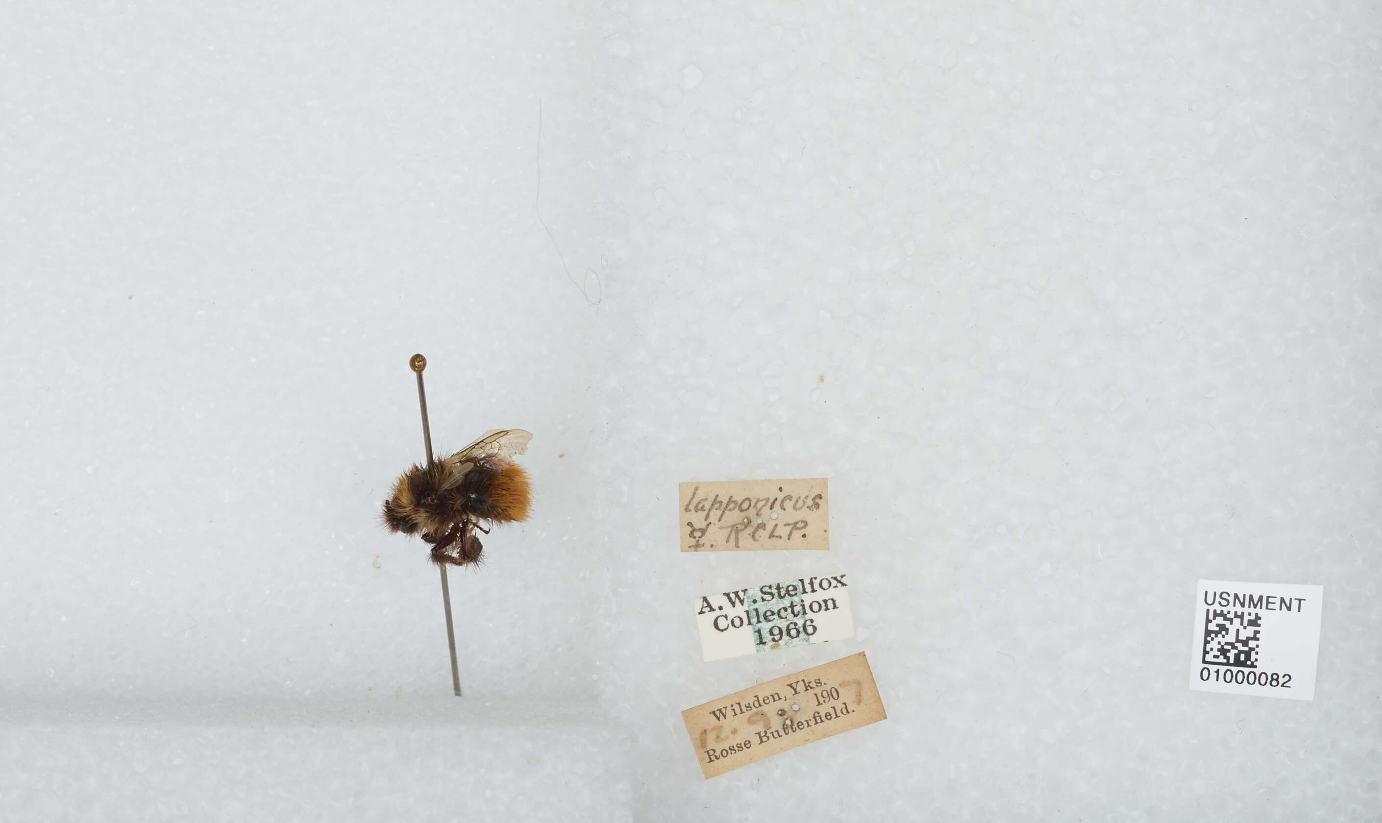 Слика од Bombus lapponicus lapponicus (Fabricius 1793)