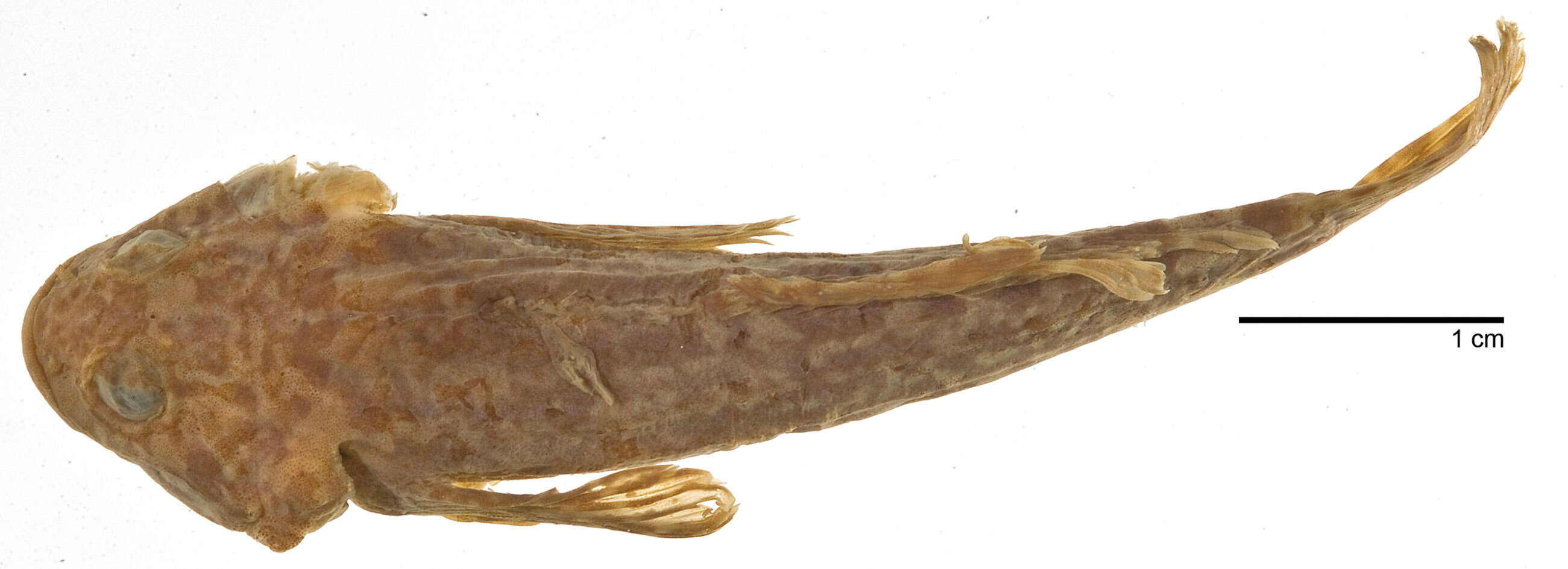 Cottus asperrimus Rutter 1908 resmi