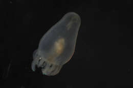 Image of Cerianthidae