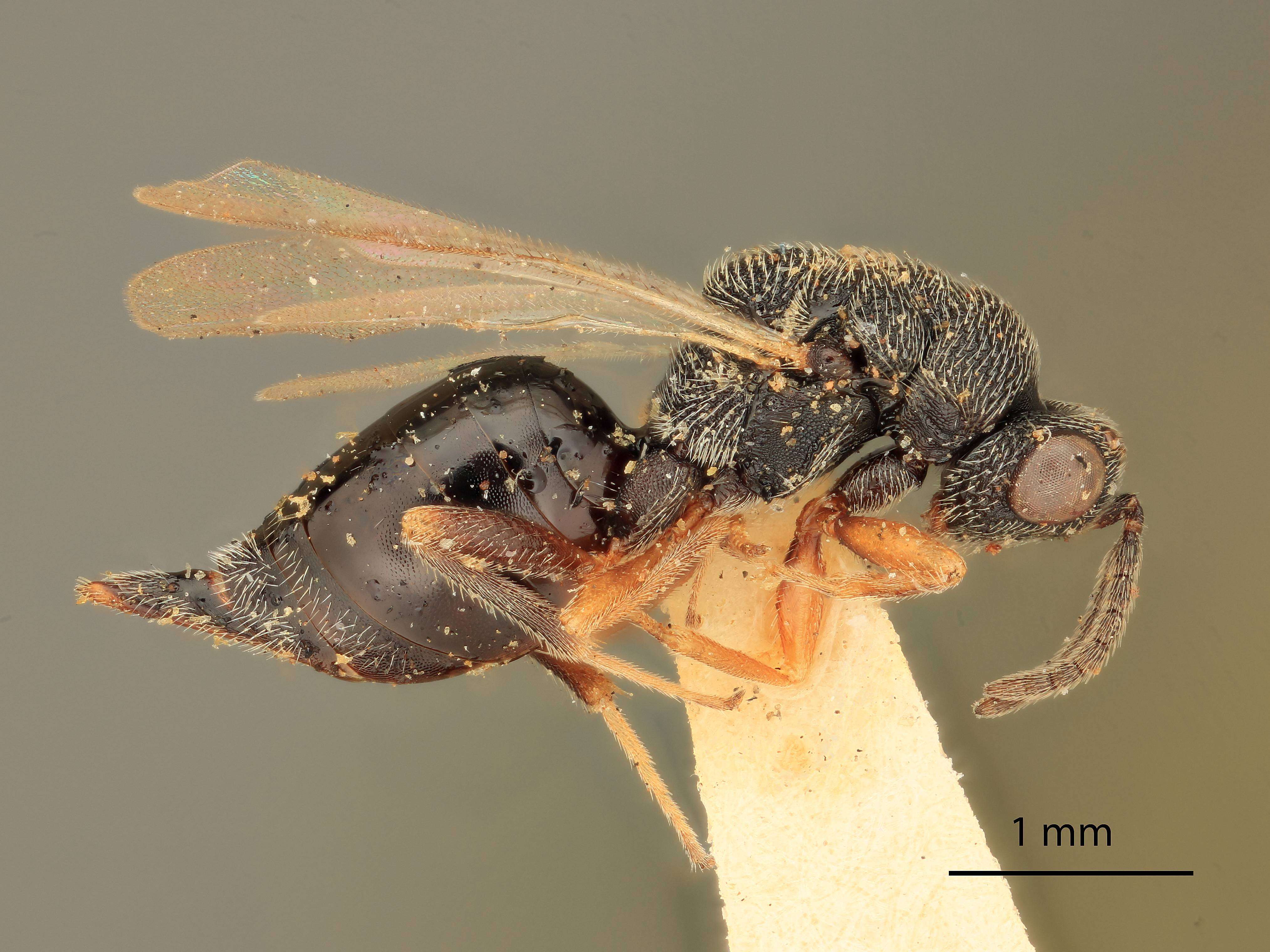 Imagem de Eurytoma acuta intermedia Bugbee 1951