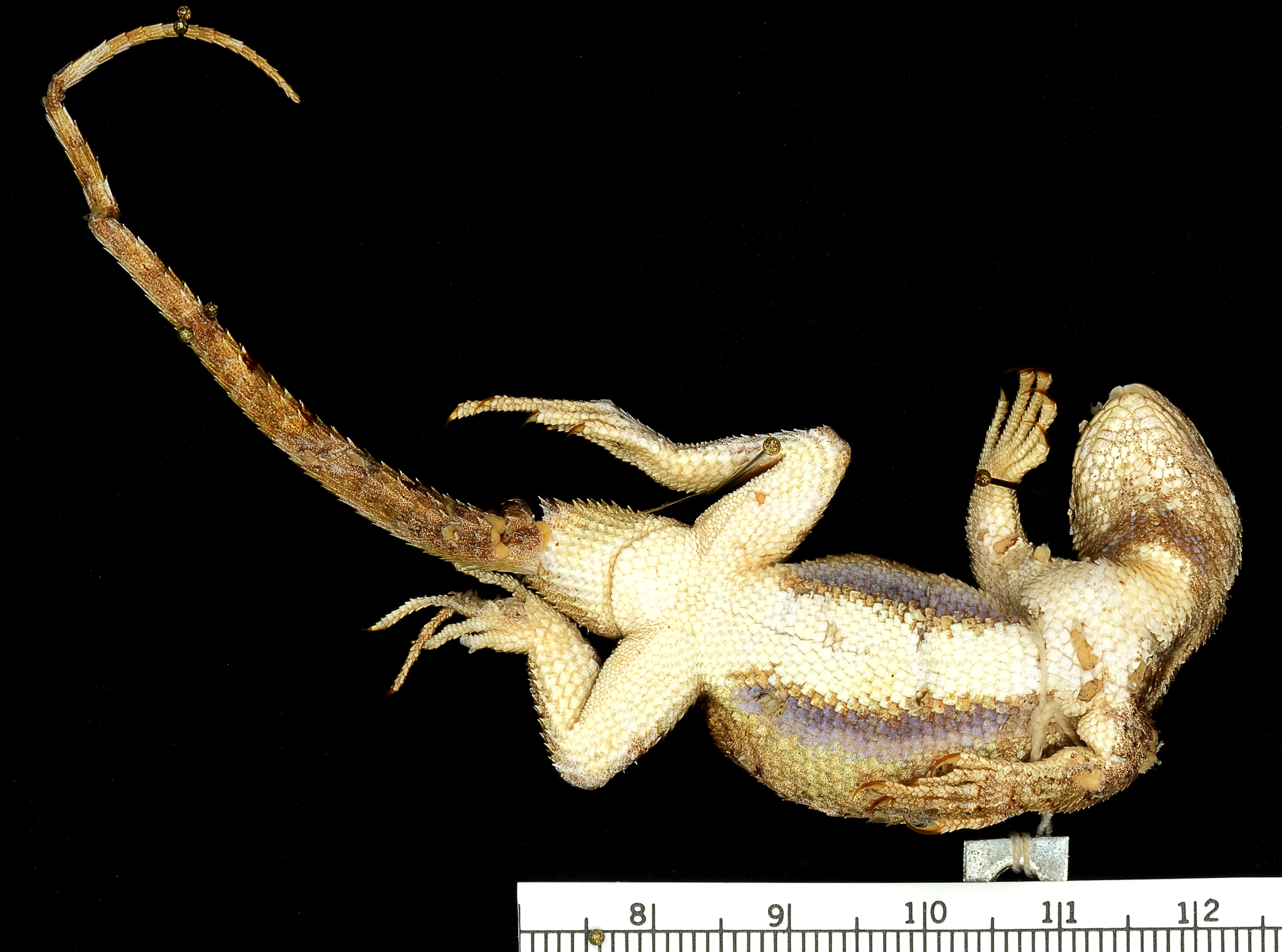 Image of Western Fence Lizard