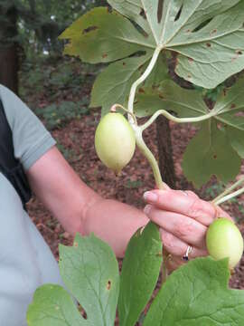 Image of mayapple