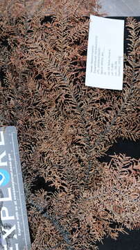 Image of Dendropathes bacotaylorae Opresko 2005