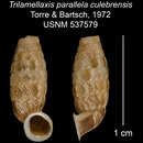 Image of <i>Trilamellaxis parallela culebrensis</i> Torre & Bartsch