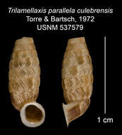 Imagem de <i>Trilamellaxis parallela culebrensis</i> Torre & Bartsch