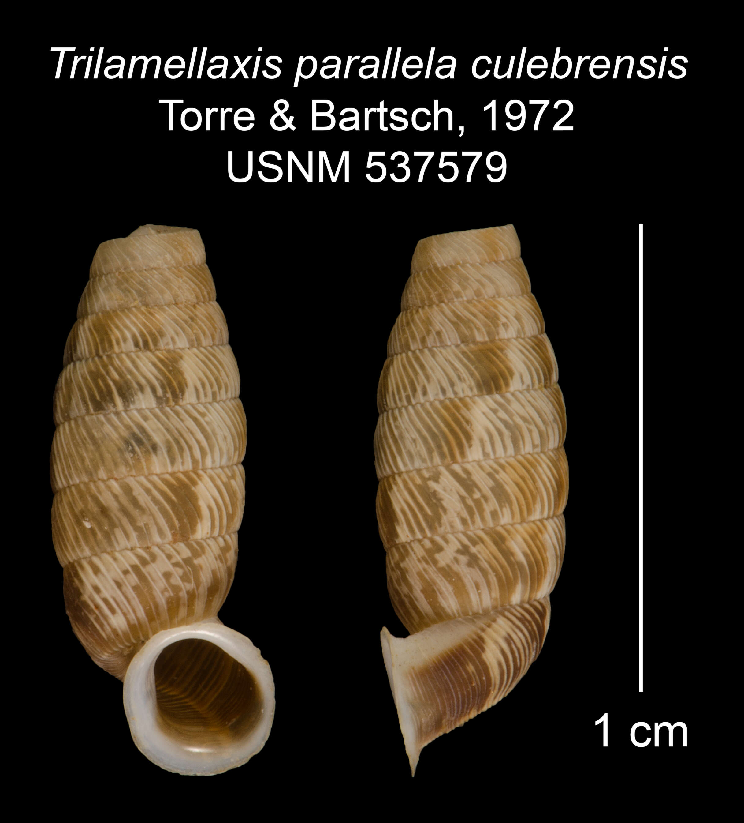 Imagem de <i>Trilamellaxis parallela culebrensis</i> Torre & Bartsch