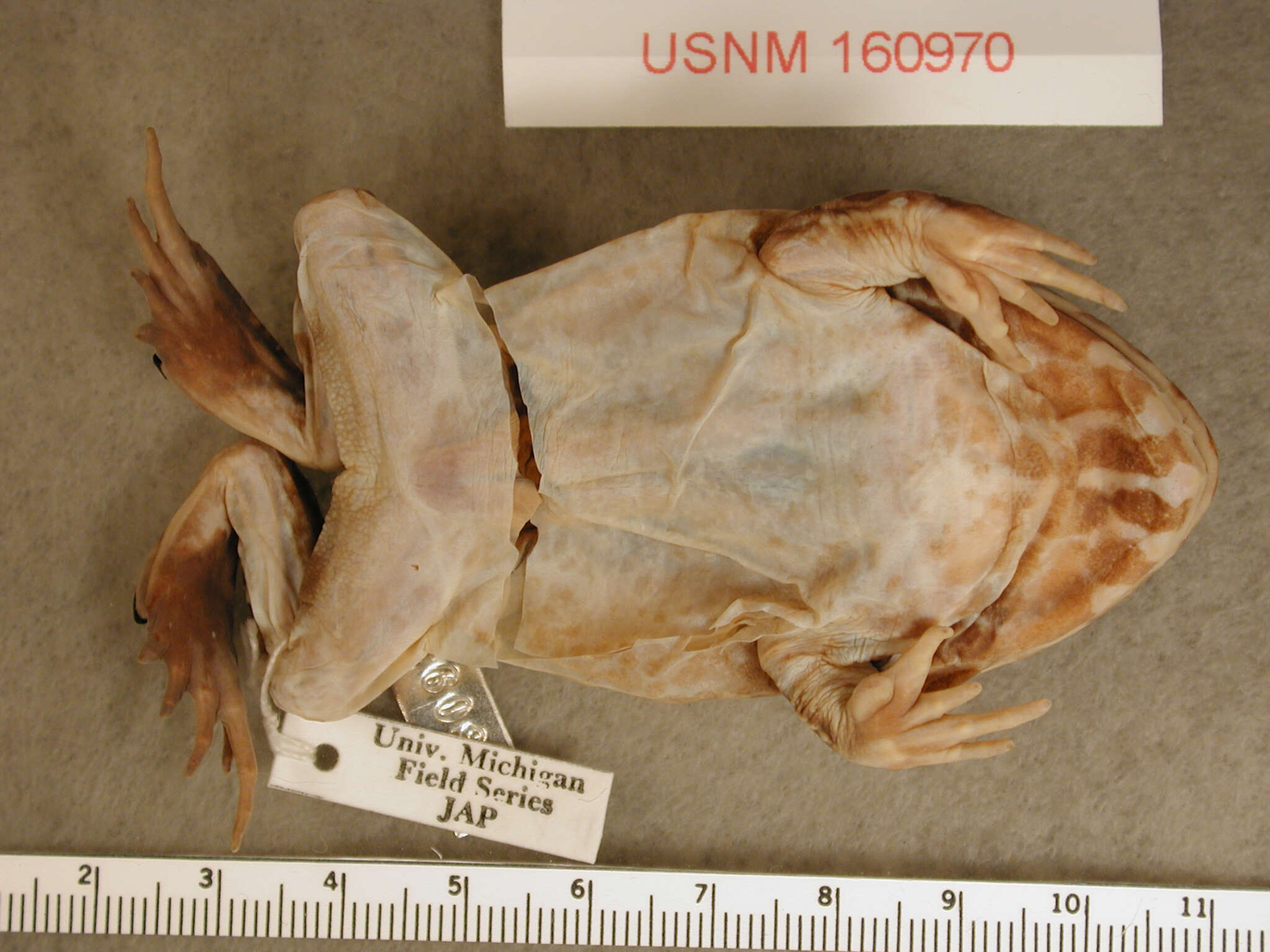 Image of Pacific Big-Mouthed Frog