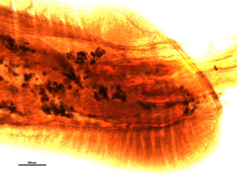 Image of Mediorhynchus grandis Van Cleave 1916