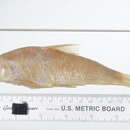 Image of Sharpfin chubsucker