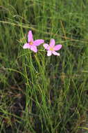 Image of largeflower rose gentian