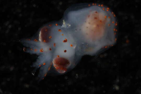 Image of Atlantic warty octopus