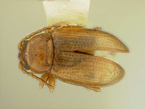 Image of Derocrepis oregoni Hatch 1971