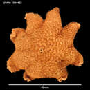 Image of Pteraster koehleri A. M. Clark 1962