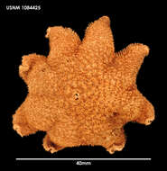 Image of Pteraster koehleri A. M. Clark 1962