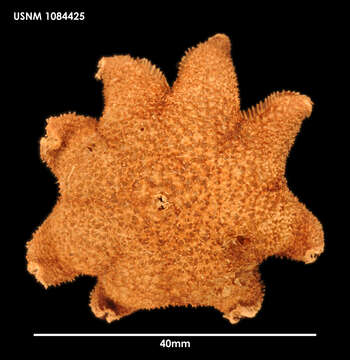 Image of Pteraster koehleri A. M. Clark 1962