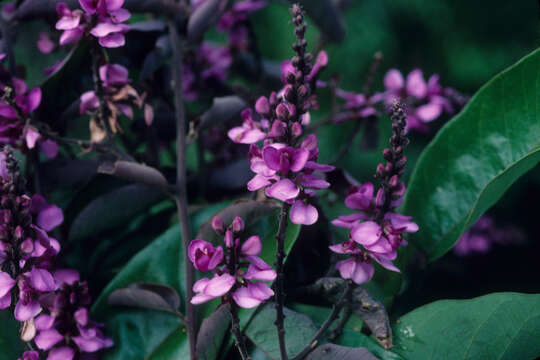 Image of Securidaca longifolia Poepp. & Endl.