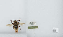 Image of Bombus campestris (Panzer 1801)