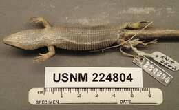 Image of Terrestrial Arboreal Alligator Lizard