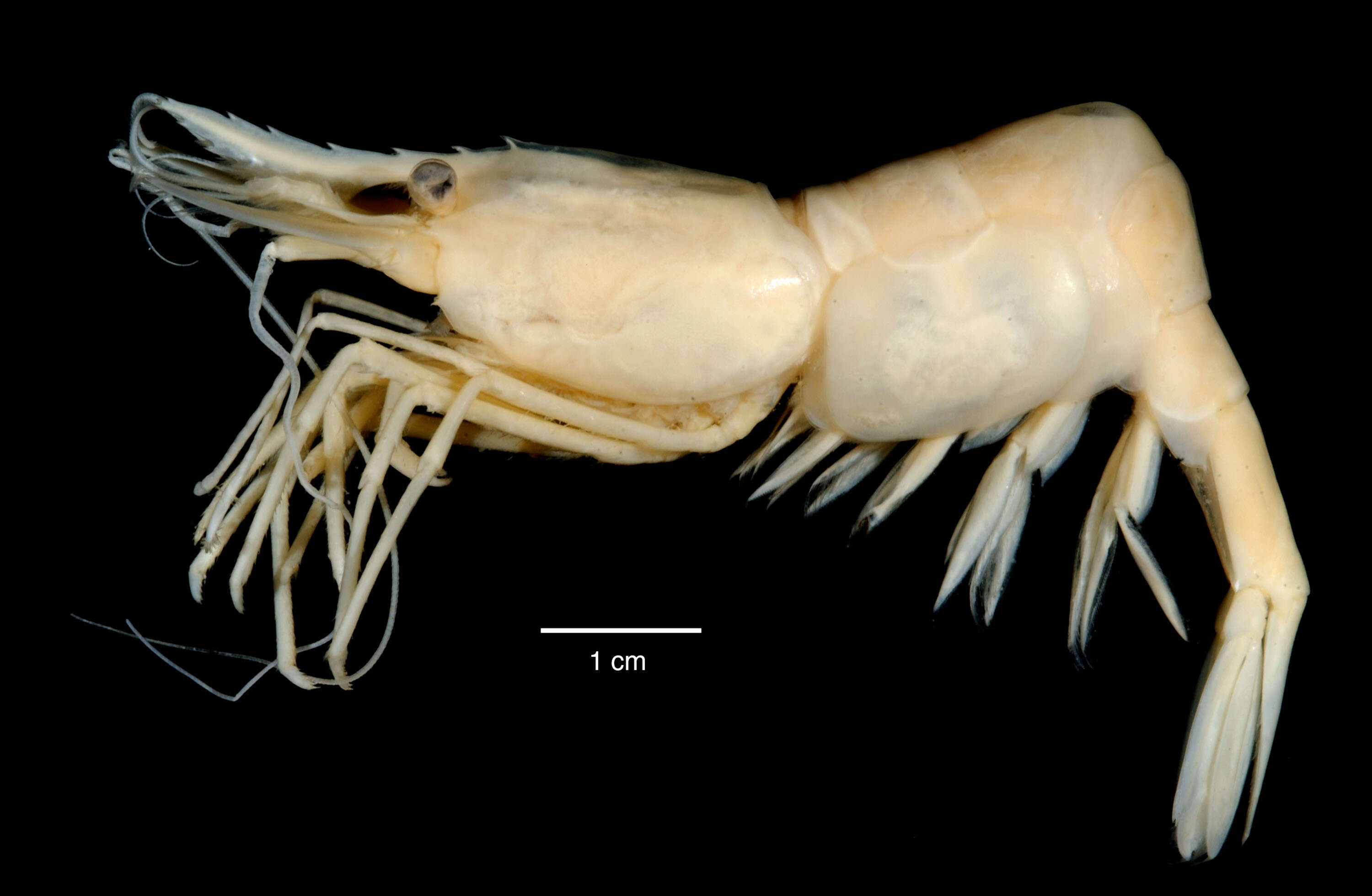 Image de Chorismus antarcticus (Pfeffer 1887)