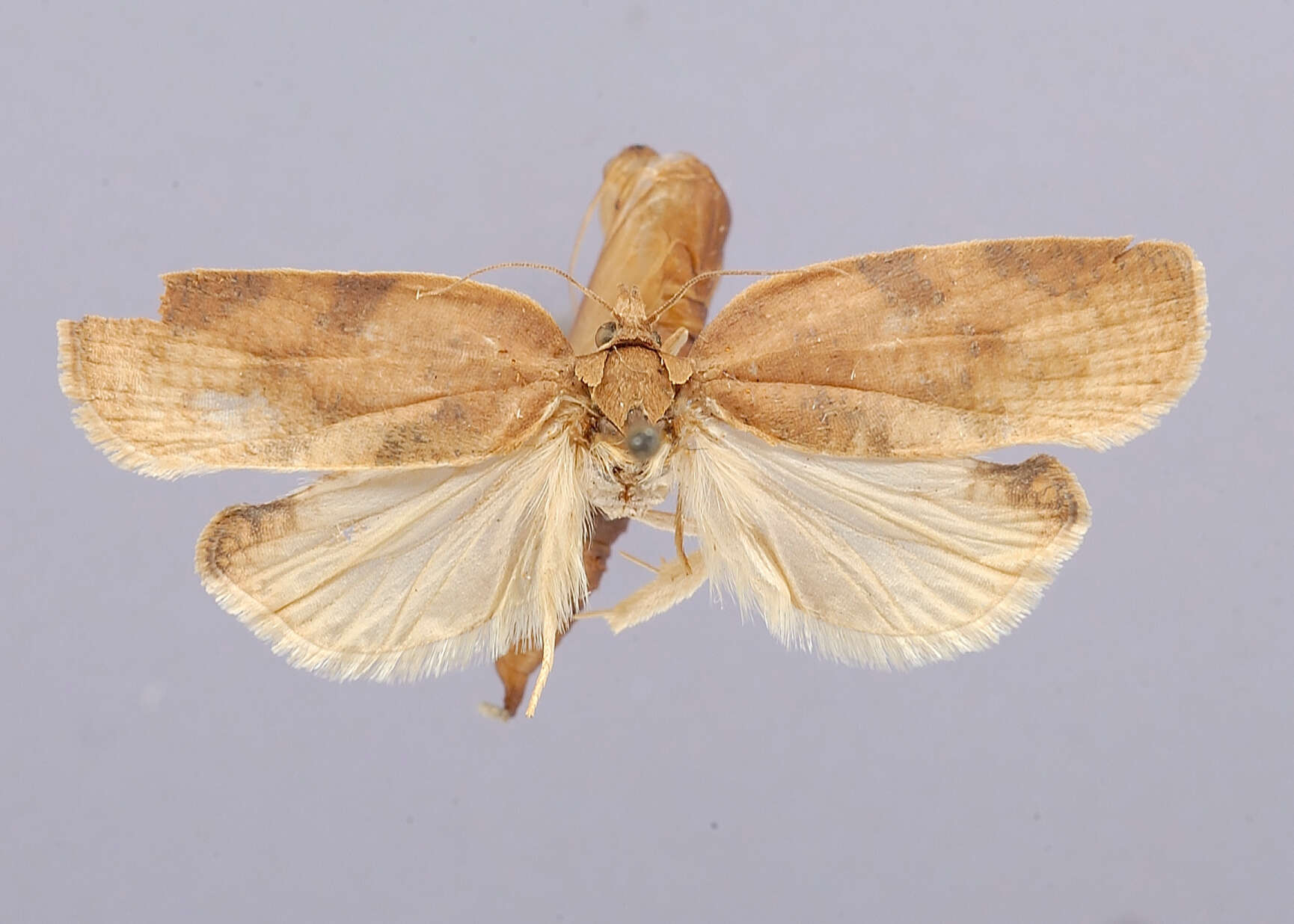 Image of Moth