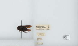 Image of Bombus pauloensis Friese 1912