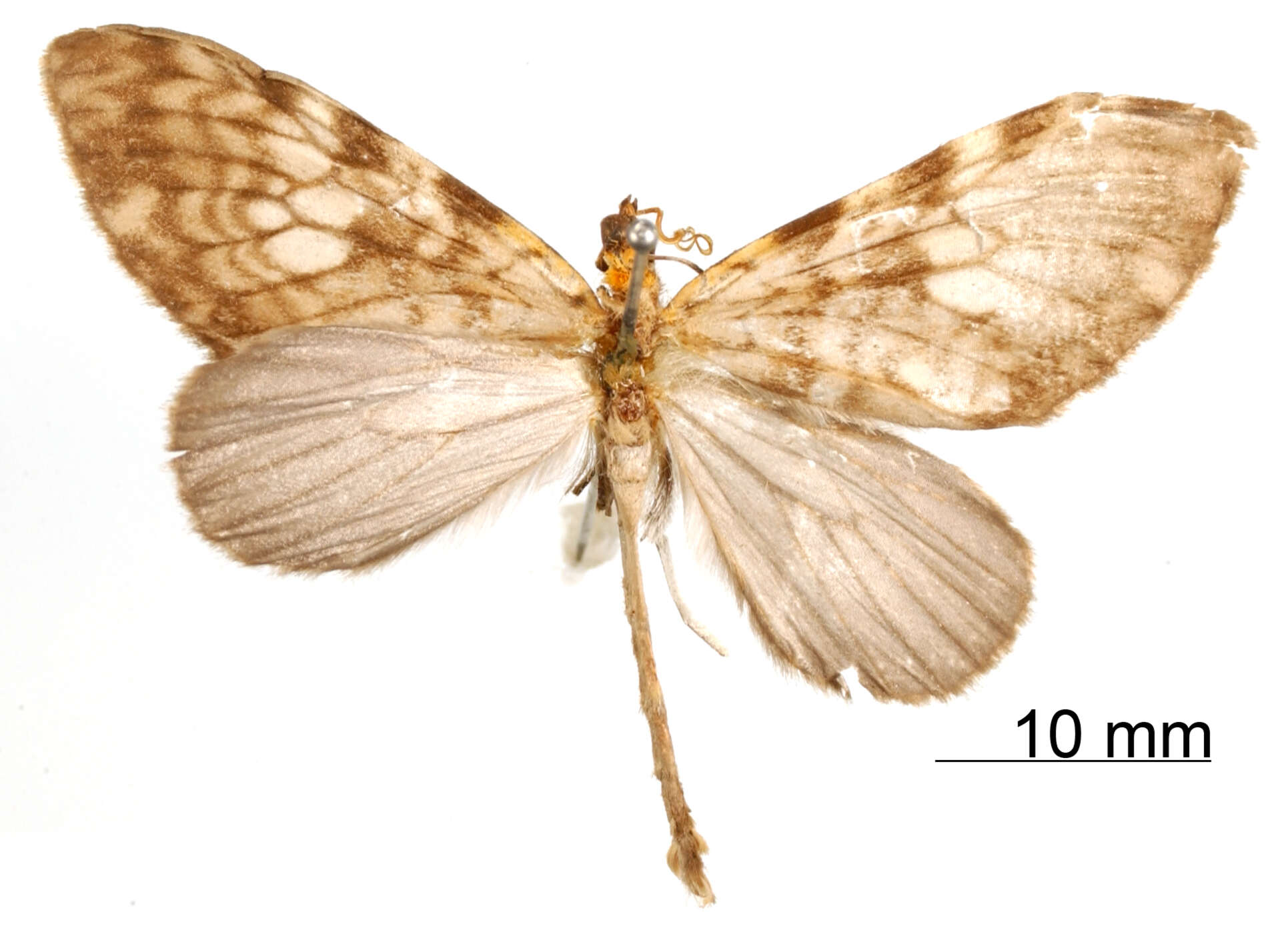 Image of Graphidipus subcaesia Dognin 1912