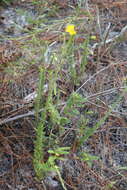 Image of Cottony Golden-Aster