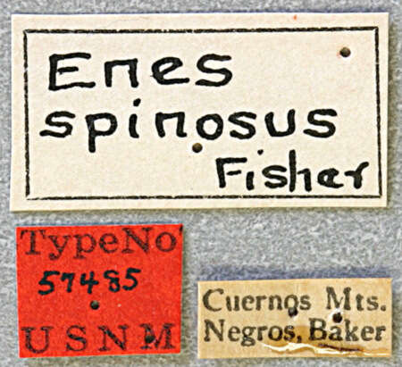 Image of Enes (Sibuyenes) spinosus Fisher 1925