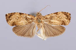 Слика од Sycacantha inodes Meyrick 1911