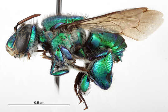 Image of Euglossa augaspis Dressler 1982