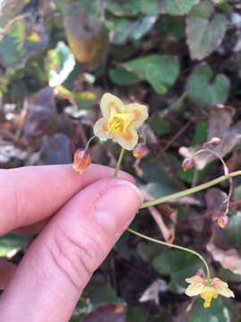 Image of Epimedium L.