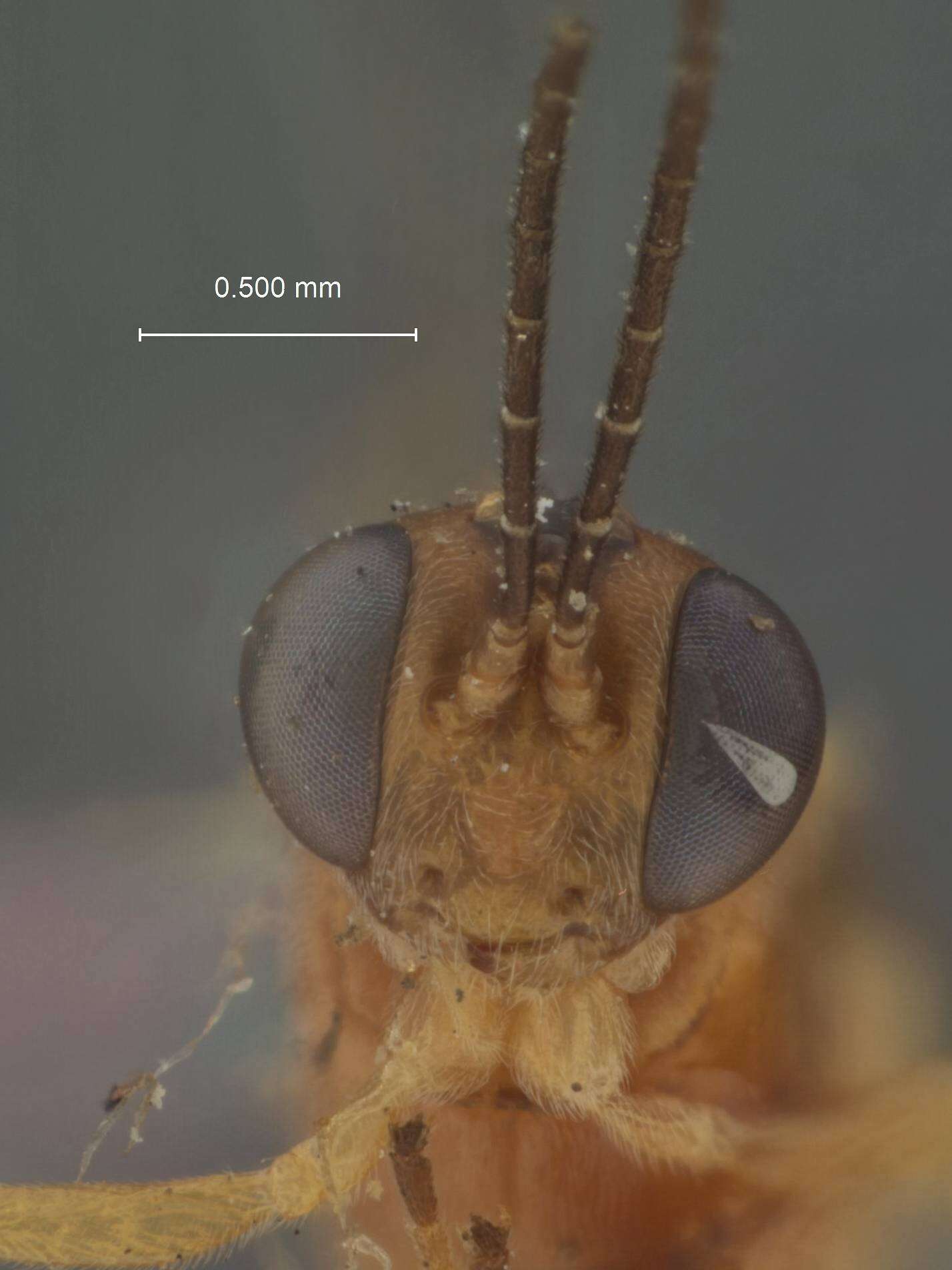 Image of Pristomerus euryptychiae Ashmead 1896