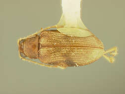 Image of Pseudoepitrix Jacoby 1885