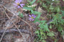 Image of late purple aster