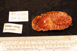 Image of Giant Isopods