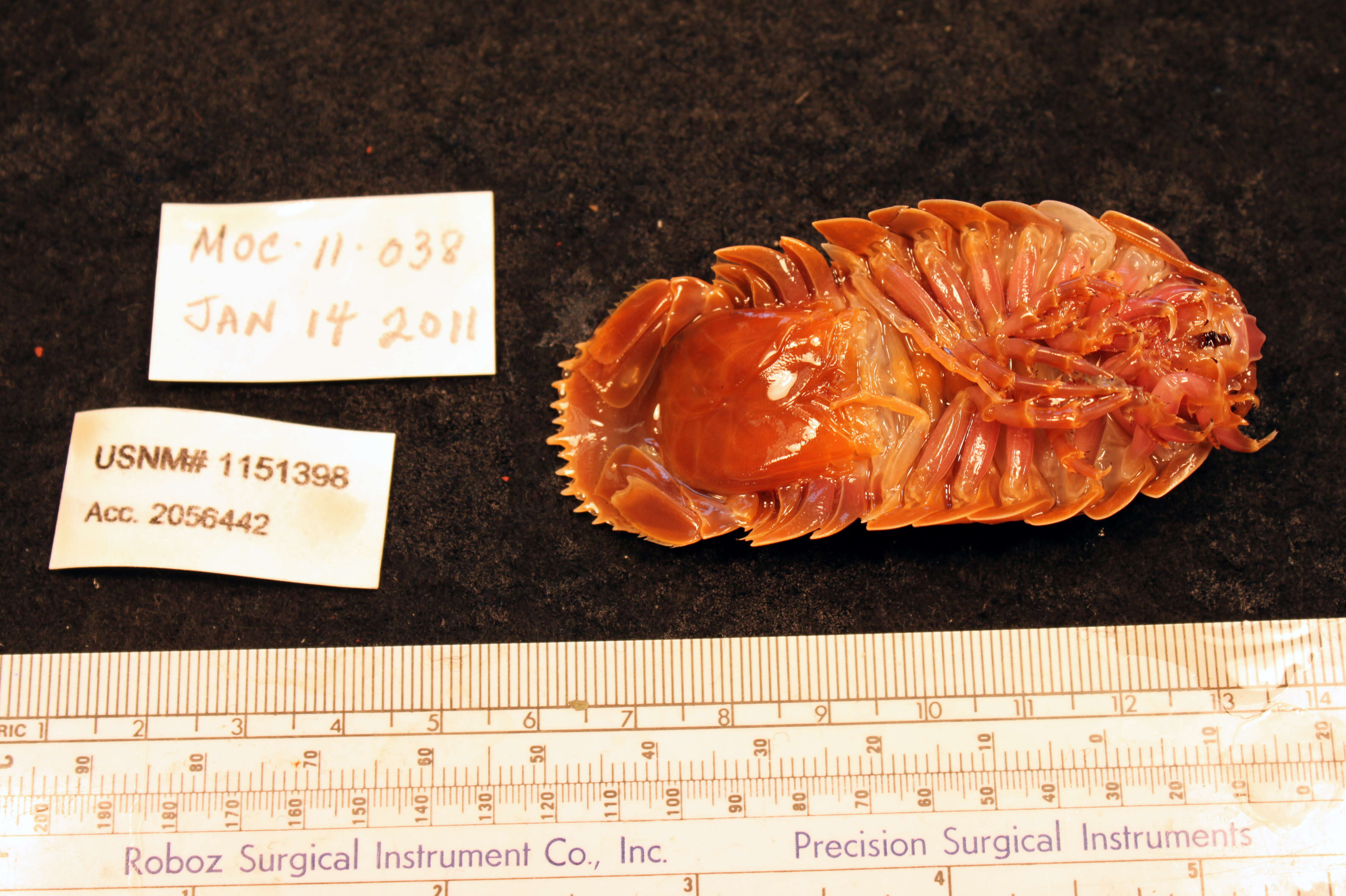 Image of Giant Isopods