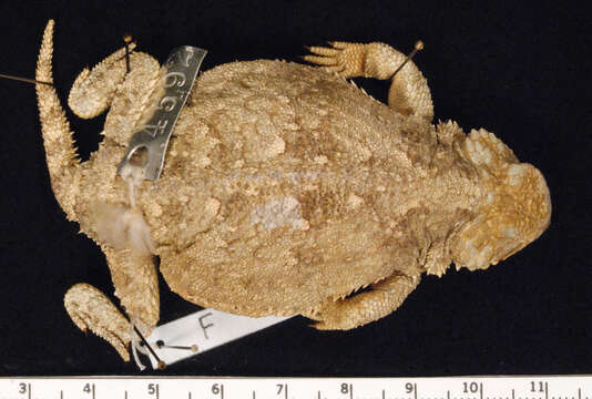 Image of Greater Short-horned Lizard