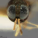 Image of Parasitoid wasp