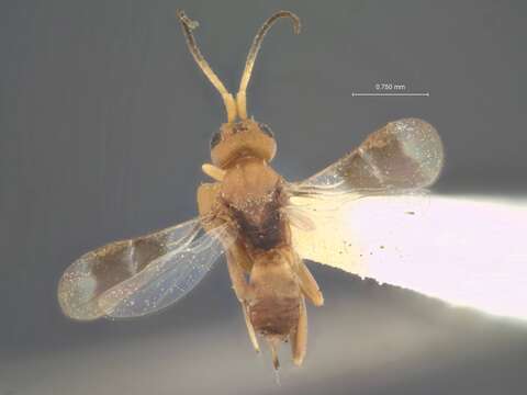 Image of Anomopterus fasciipennis Rohwer