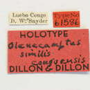 Image of Olenecamptus similis Dillon & Dillon 1948