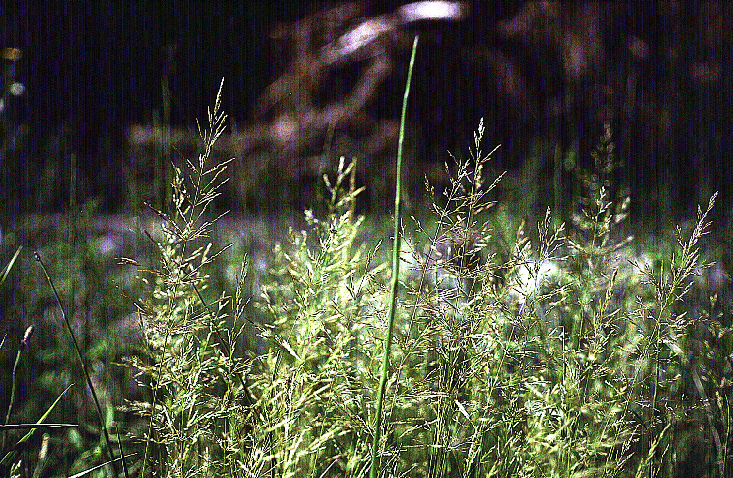 Plancia ëd Agrostis gigantea Roth