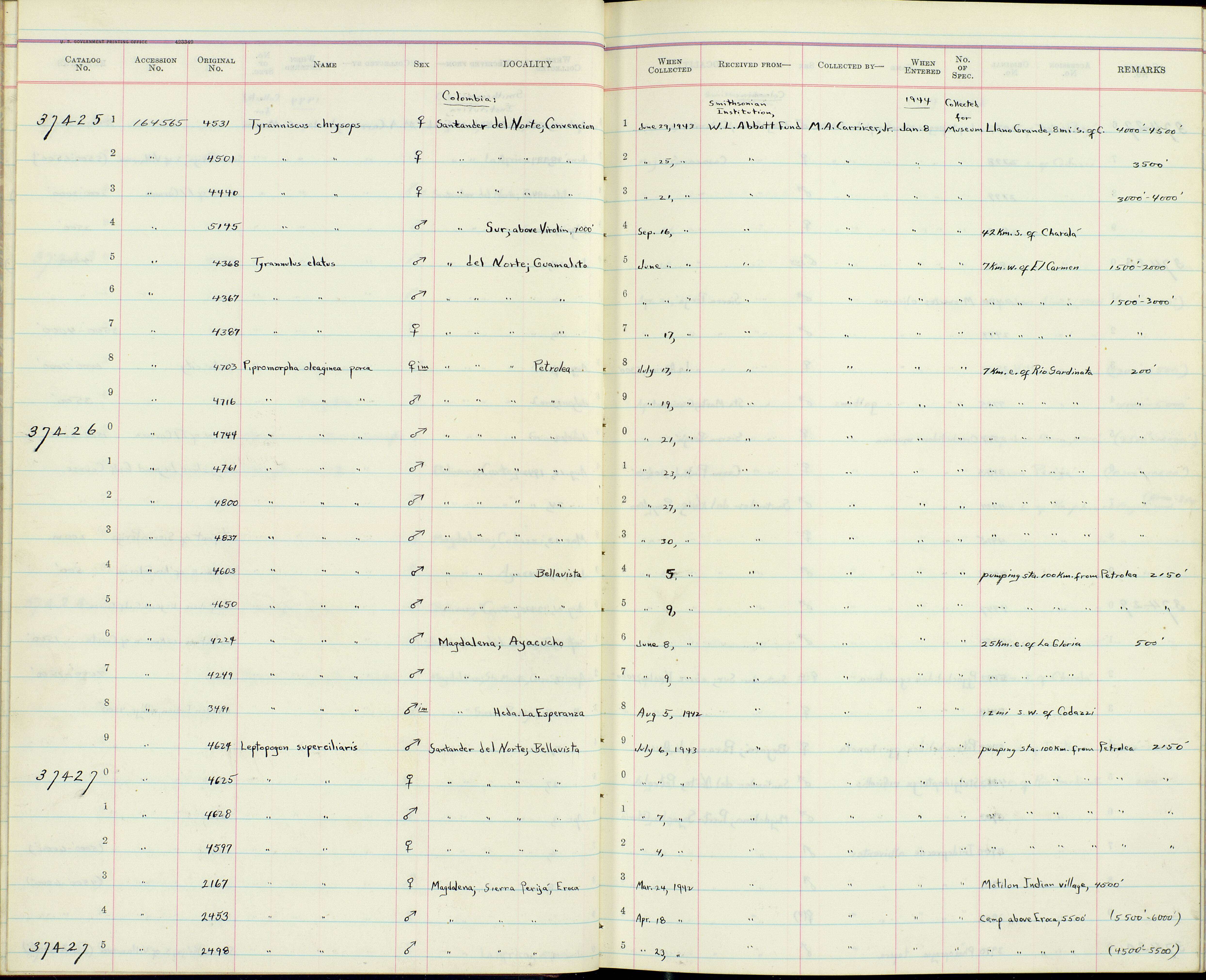 Image of Mionectes oleagineus parcus Bangs 1900